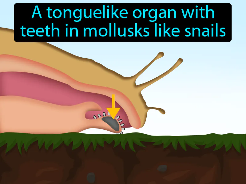 Radula Definition Radula Definition