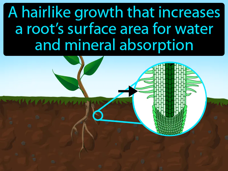 Root Hair Definition Root Hair Definition