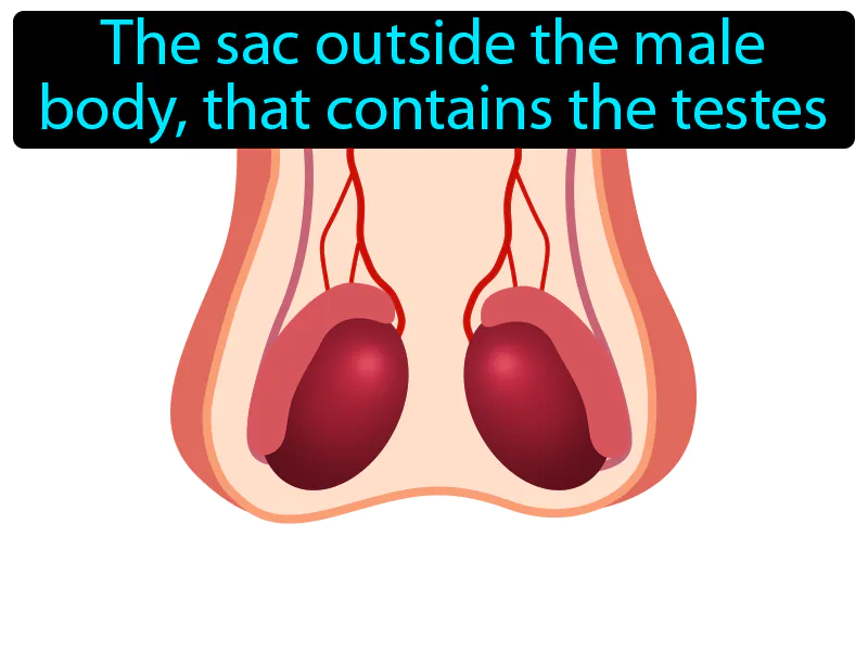 Scrotum Definition Scrotum Definition