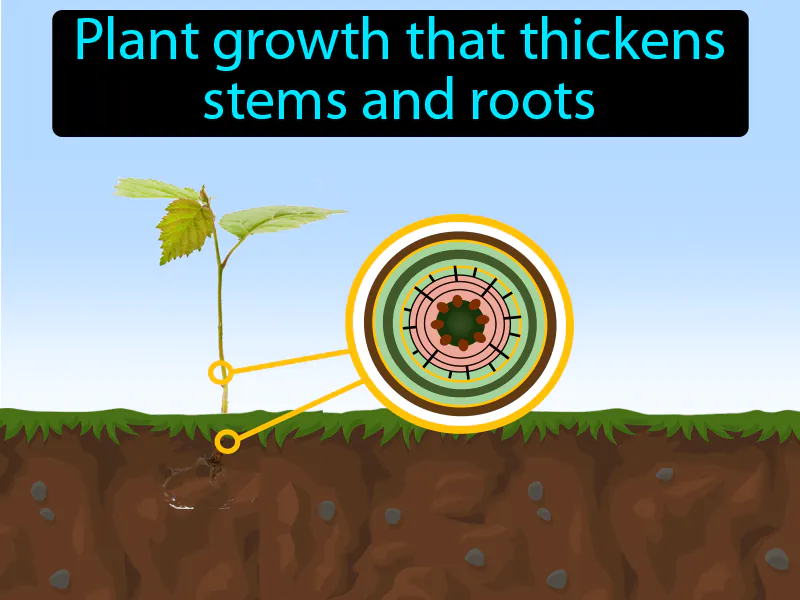 Secondary Growth Definition Secondary Growth Definition