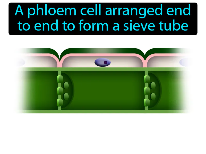 Sieve Tube Element Definition Sieve Tube Element Definition