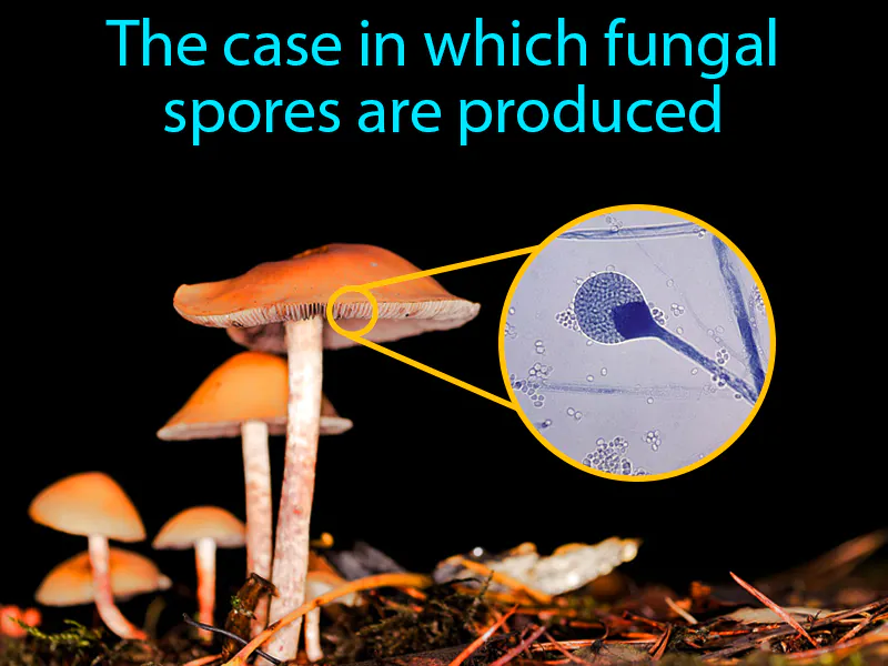 Sporangium Definition Sporangium Definition