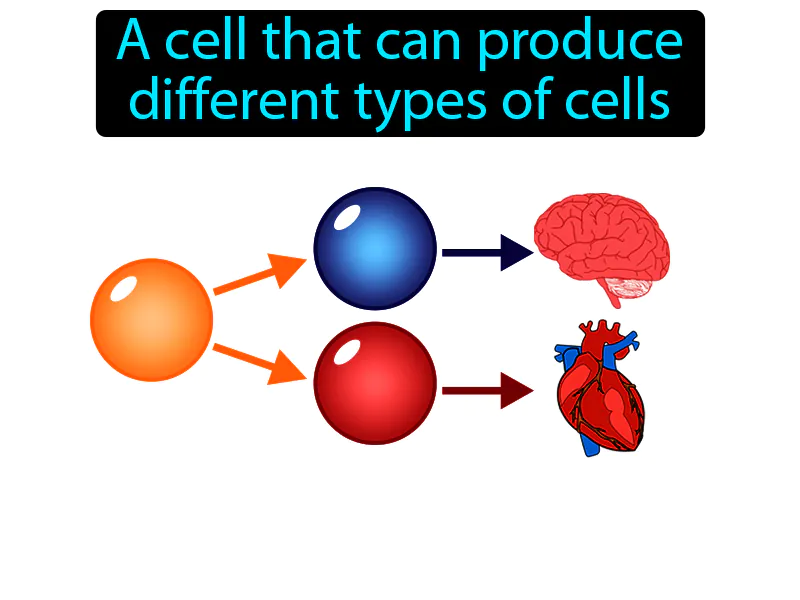 Stem Cell Definition Stem Cell Definition