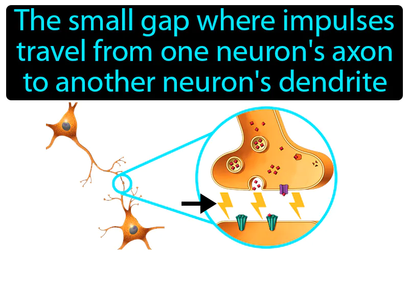 Synapse Definition Synapse Definition