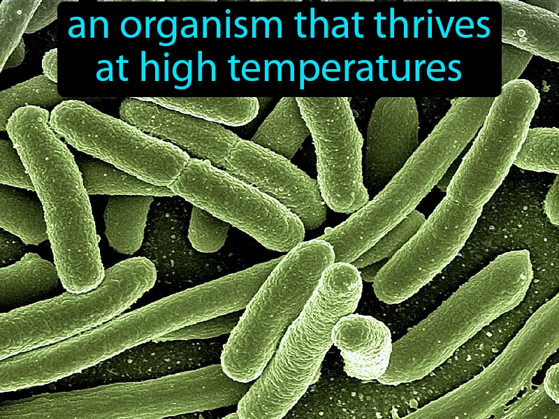 Thermophiles Definition Thermophiles Definition
