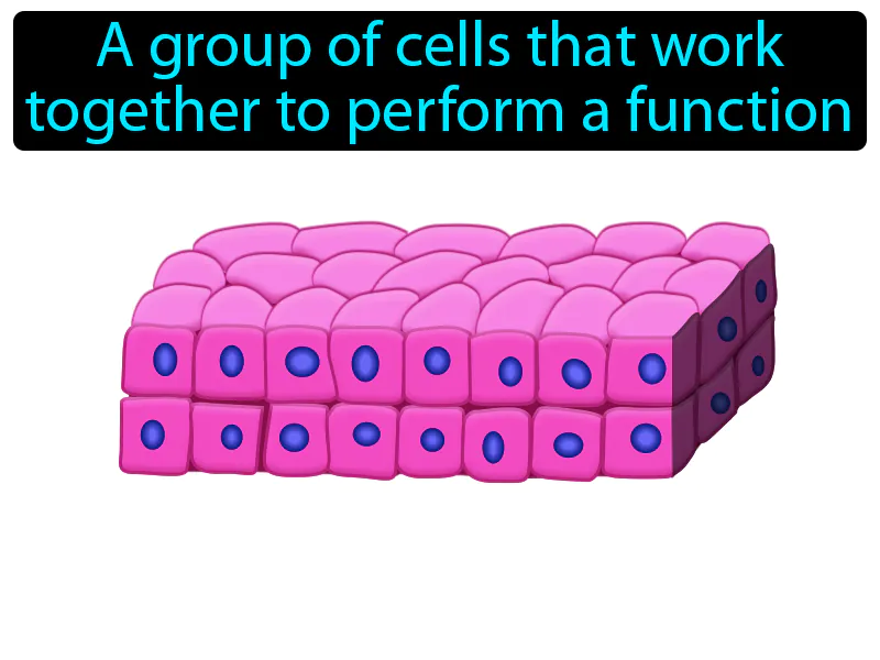 Tissue Definition Tissue Definition