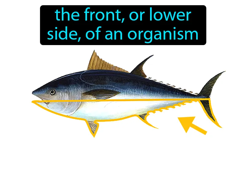 Ventral Definition