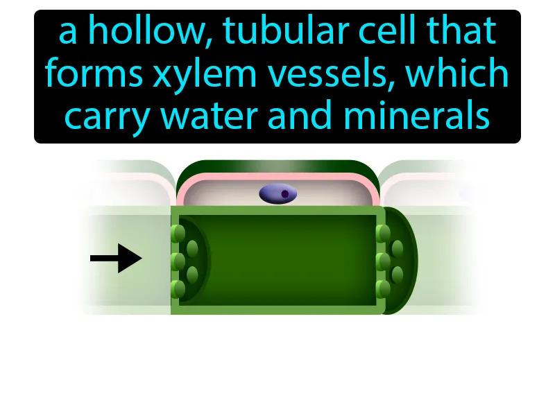 Vessel Element Definition Vessel Element Definition