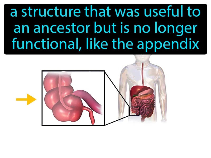 Vestigial Structure Definition
