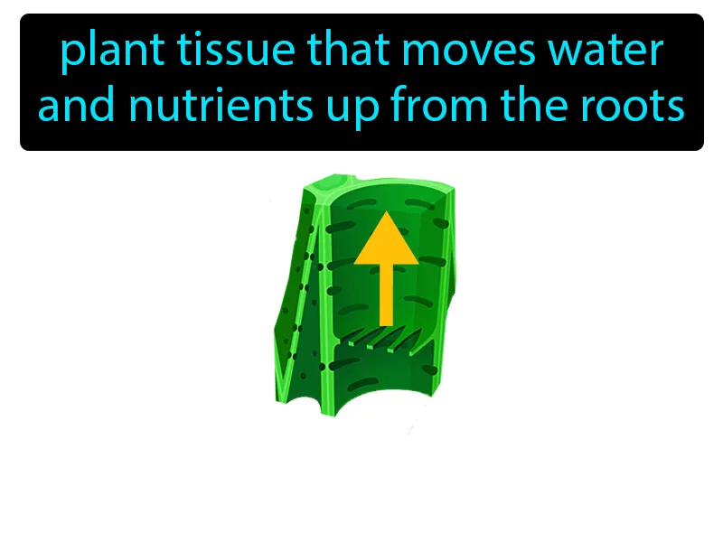 Xylem Definition Xylem Definition