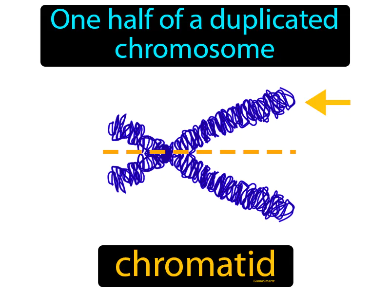 Chromatid Definition Chromatid Definition