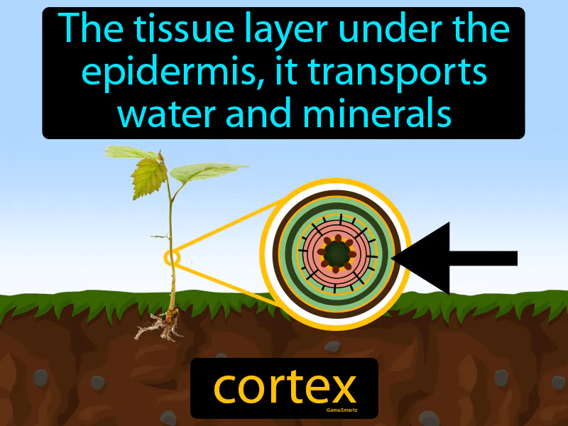 Cortex Definition Cortex Definition