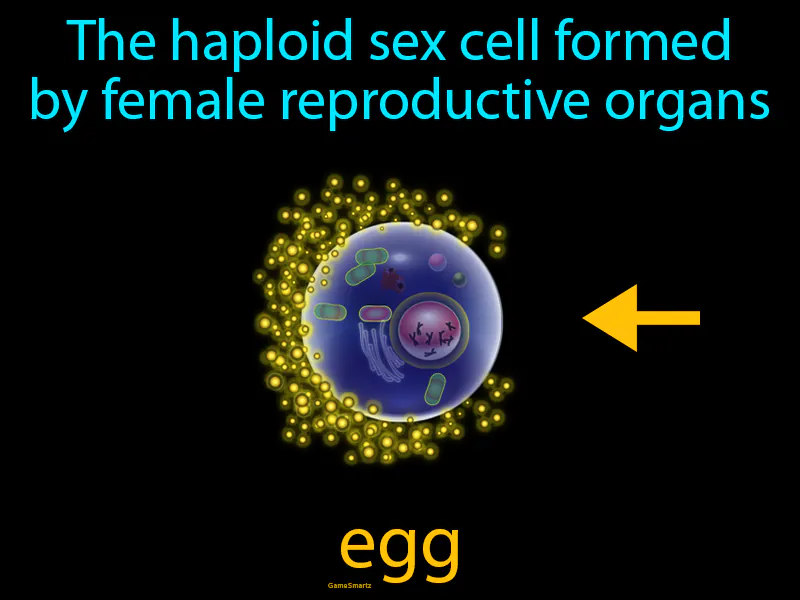 Egg Definition Egg Definition