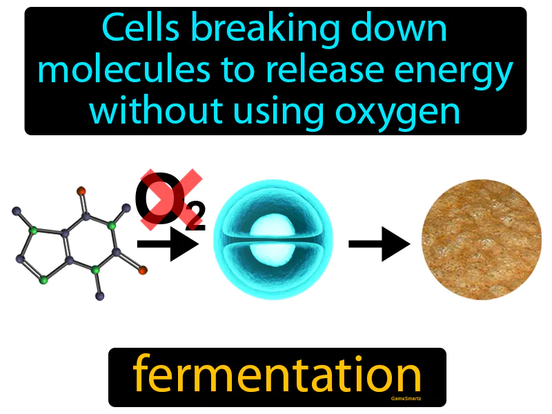Fermentation Definition Fermentation Definition