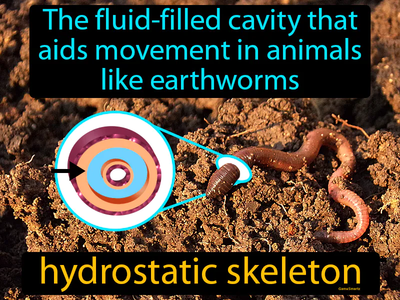 Hydrostatic Skeleton Definition Hydrostatic Skeleton Definition