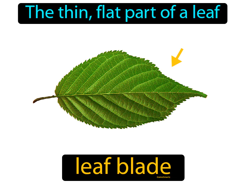 Leaf Blade Definition Leaf Blade Definition