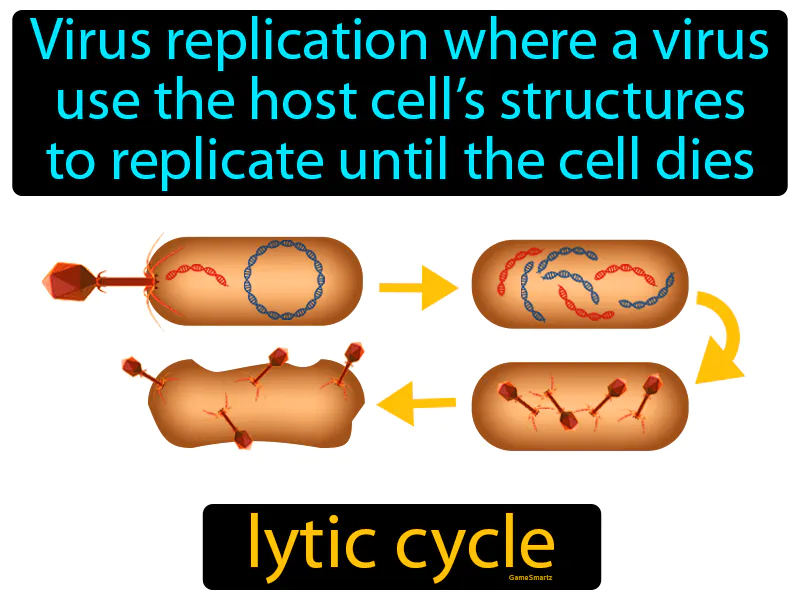Lytic Cycle Definition Lytic Cycle Definition