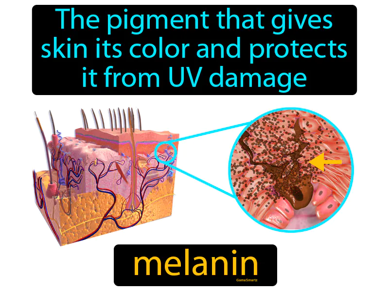 Melanin Definition Melanin Definition