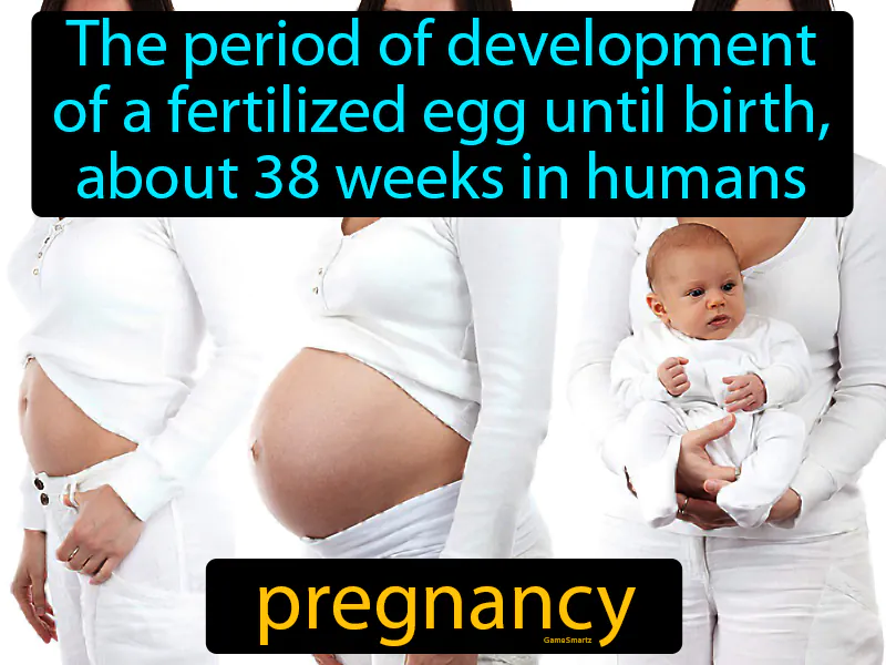 Pregnancy Definition Pregnancy Definition