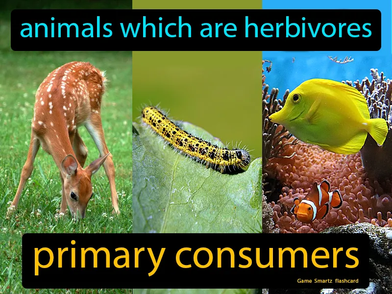 Primary Consumers Definition Primary Consumers Definition