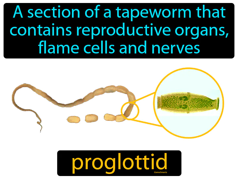 Proglottid Definition Proglottid Definition