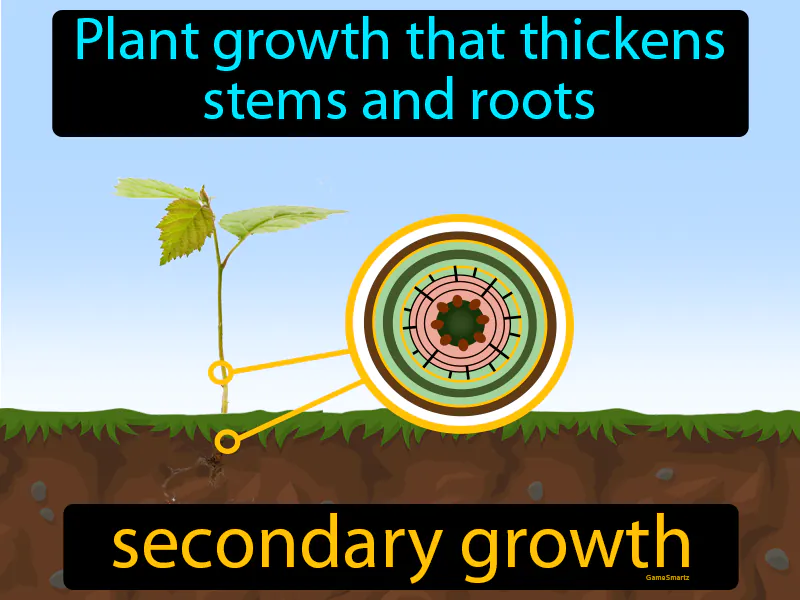 Secondary Growth Definition Secondary Growth Definition