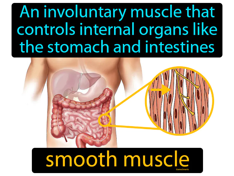 Smooth Muscle Definition Smooth Muscle Definition