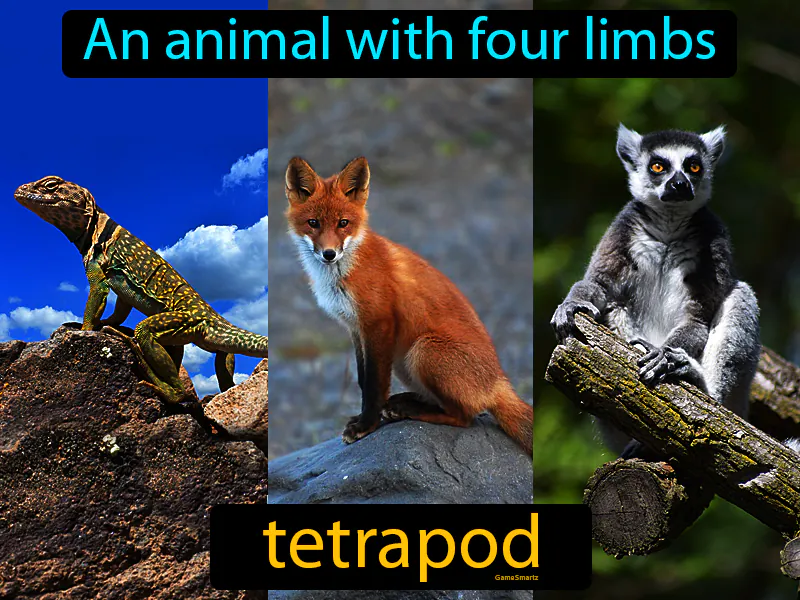Tetrapod Definition Tetrapod Definition